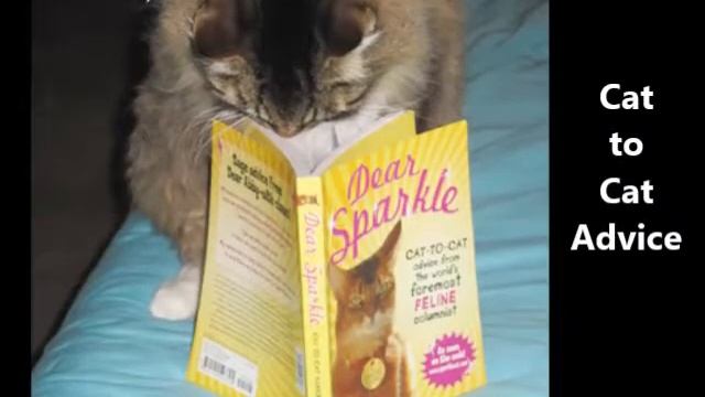 Dear Sparkle: Cat-to-Cat Advice, by Sparkle the Designer Cat (MPL Book Trailer 209) смотреть онлайн