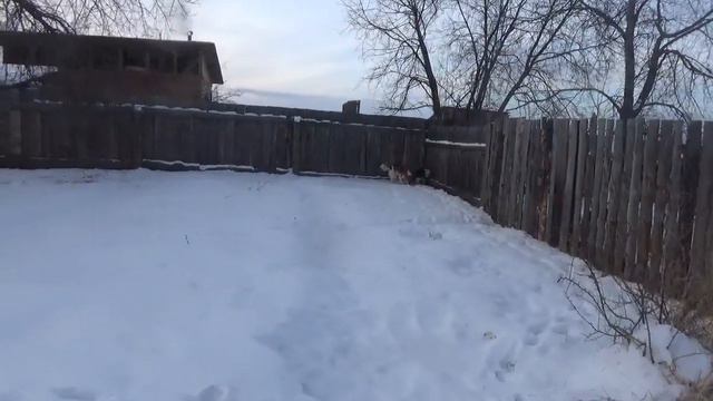 выпустил собак погулять смотреть онлайн
