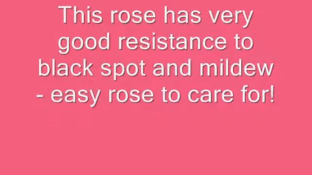 The Beautiful Red Double Knock Out Rose Plant - Easy Care Rose смотреть онлайн