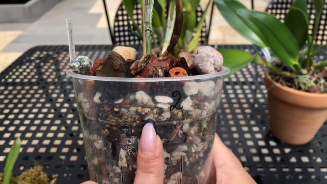 ОБЗОР МОИХ КАТТЛЕЙ!!! Часть 1. My Cattleya Orchids,part 1!