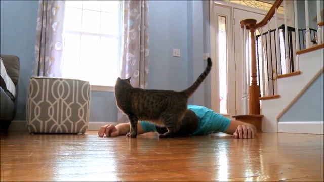 реакция кошки на "смерть" хозяина смотреть онлайн