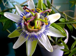 Пассифлора-лоза страсти РЕЛАКС АРТ-ТЕРАПИЯ ИМПРОВИЗАЦИЯ композитор Виктор Анохин #instrumentalmusic