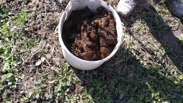 ПОСАДКА ПЕРСИКА ВЕСНОЙ. ПРАВИЛЬНА ПОСАДКА САЖЕНЦЕВ ПЕРСИКА.