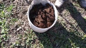 ПОСАДКА ПЕРСИКА ВЕСНОЙ. ПРАВИЛЬНА ПОСАДКА САЖЕНЦЕВ ПЕРСИКА.