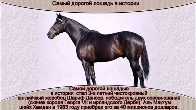 Самый дорогой лошадь в истории смотреть онлайн