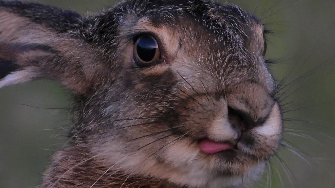 Очень милый зайчонок / Very cute little hare смотреть онлайн