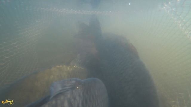 Ловля карпа на удочку и закидушку, подводная съемка, На что карп берет в августе? смотреть онлайн