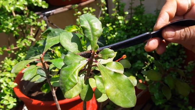 Unique Flowering Plant - Thornless Euphorbia Milii || Care of Thornless Euphorbia Milii Plant смотреть онлайн