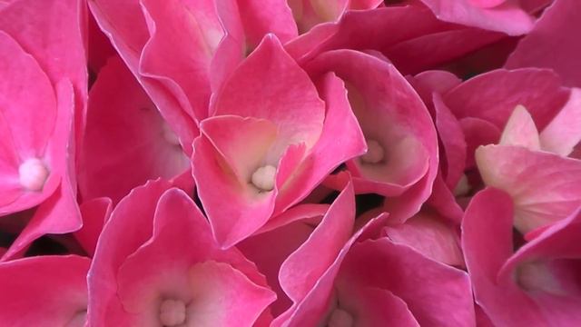 Pink Hydrangea смотреть онлайн