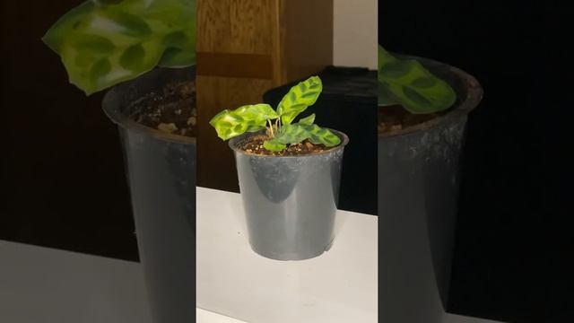 Calathea Lancifolia Time Lapse смотреть онлайн