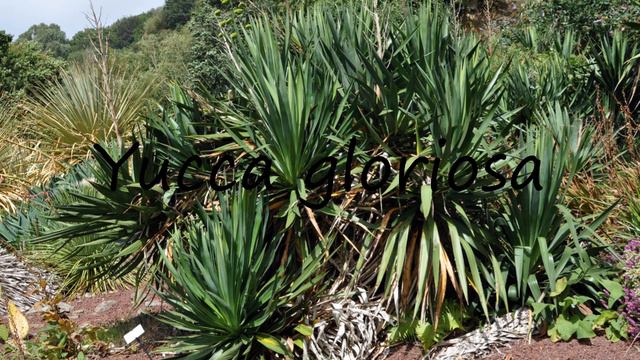 How to Pronounce Yucca gloriosa? смотреть онлайн