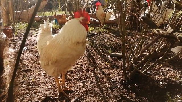 Куры доедают зерно, петухи кукарекают... Все живут своей жизни смотреть онлайн