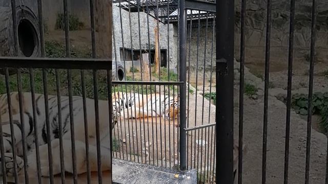 Амурский тигр. Сахалинский зоопарк. смотреть онлайн