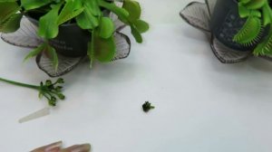 ?Семена венериной мухоловки в домашних условиях ЛЕГКО