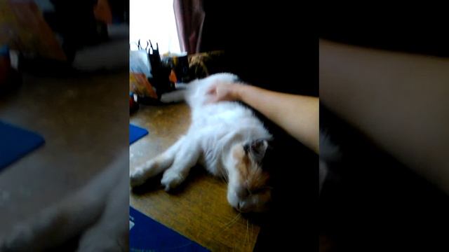 Моя кошечка Лакки очень любит лежать на моём письменном столе смотреть онлайн