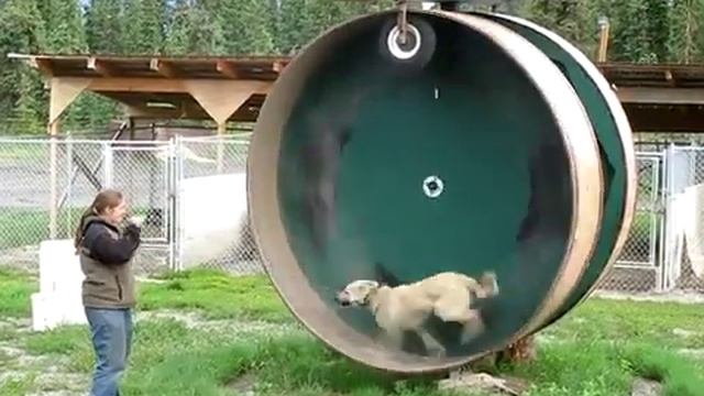 Собачий тренажер - Dog trainer смотреть онлайн