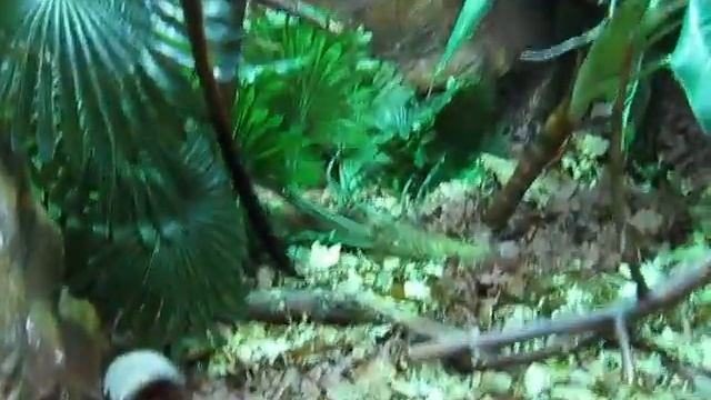 Смешные обезьянки. Эдипов тамарин. Cotton-top tamarin. смотреть онлайн