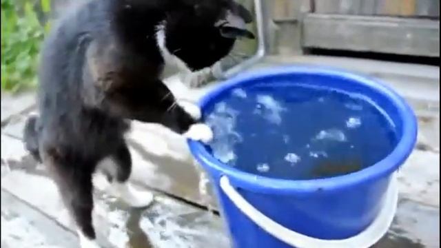 ПОДБОРКА КОТОВ-РЫБАКОВ смотреть онлайн