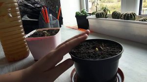 Как правильно поливать амариллис (гипиаструм