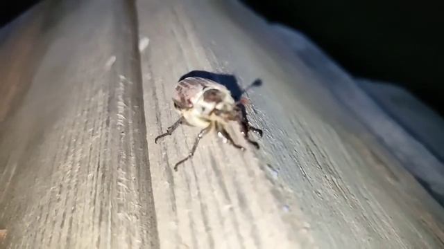 Взлет майского жука смотреть онлайн