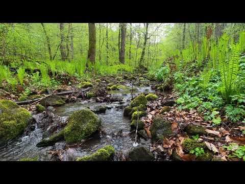 Nature sounds in the spring forest - rain, forest stream and birdsong смотреть онлайн