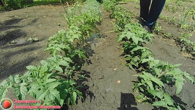 Обработка томатов от болезней Почему болеют помидоры Желтеют и Засыхают листья томатов Гниют томаты смотреть онлайн