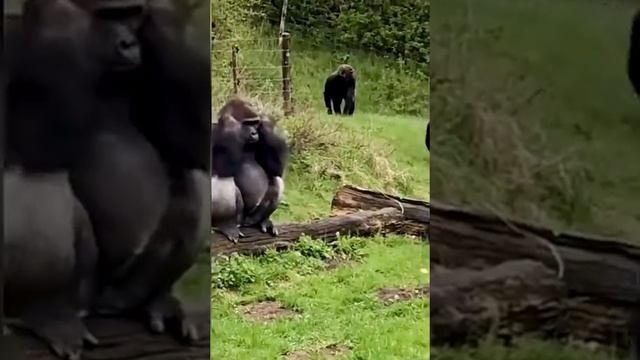 Тишины хочу смотреть онлайн