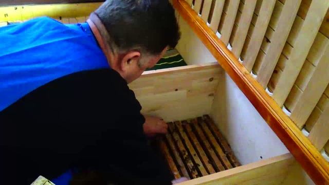 Заселение Апидомика, пчелы спасут мир от пандемии смотреть онлайн