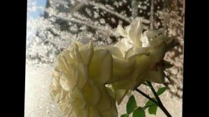 "James Last - When The Snow Is On The Roses" ("Джеймс Ласт - Когда снег лежит на розах" )