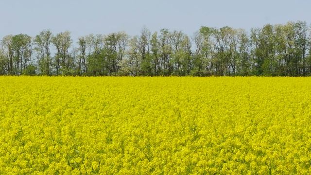 Кореновск. На полях ОСХ "Березанское" цветет горчица. смотреть онлайн