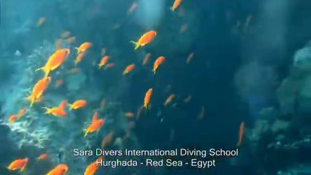 godive - redsea - hurghada смотреть онлайн