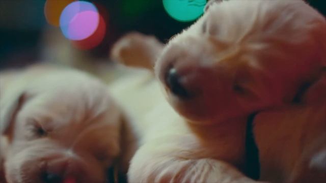 Puppy Love - Ambient Loop смотреть онлайн