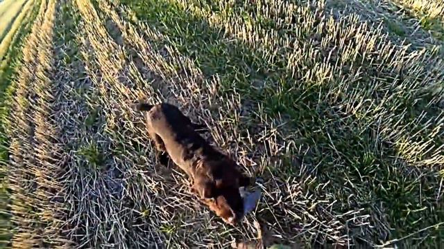 Охота на перепела на Юге России (Ростовская область). Сезон 2014г. Часть 2. смотреть онлайн