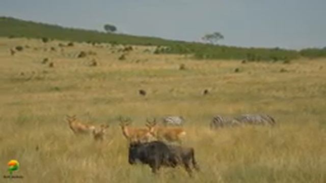 Успокаивающая музыка для снятия стресса с животным миром ? успокаивает нервную систему и радует душ смотреть онлайн