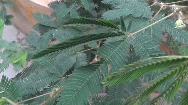 Folding Leaves смотреть онлайн