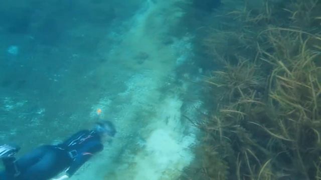 Морские коровы и мы, Флорида и её пресноводные обитатели. смотреть онлайн