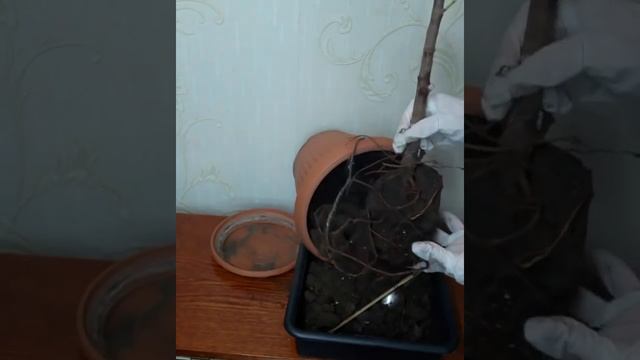 Омоложение фикус/ черенкование фикуса каучуконосного/ как омолодить и размножить фикус Эластику