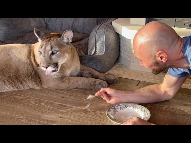 Месси любит когда его уговаривают! Капризный пума Месси и Сашин талант! смотреть онлайн