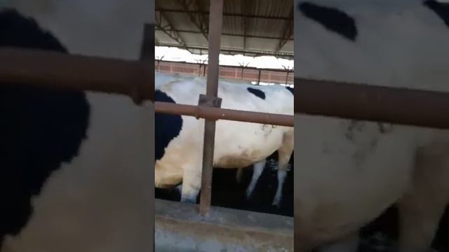 Продаем Племенных нетелей Голштинской породы с надоем матерей более 11500 литров за лактацию смотреть онлайн