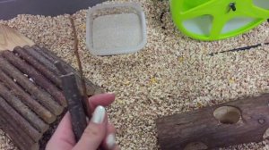 Обустраиваем клетку хомяка