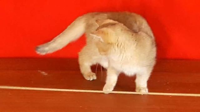 Золотой затушеванный британский котенок смотреть онлайн