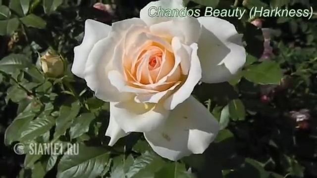 Европейские розы в садах Урала смотреть онлайн