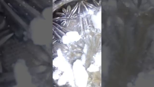 Как дерутся муравьи смотреть онлайн