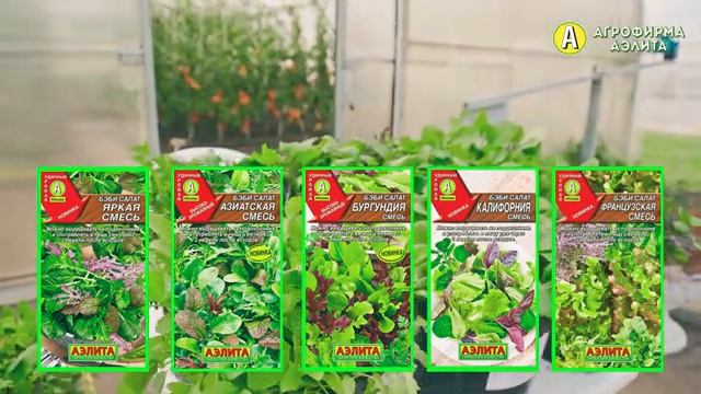 Выращиваем 2 недели и ГОТОВО – Бэби Салаты на Подоконнике смотреть онлайн