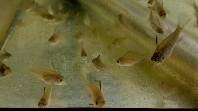 Малёк 31-50 дней. Боливийская Бабочка смотреть онлайн