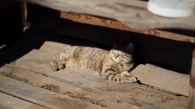 СЧАСТЛИВАЯ ЖИЗНЬ В ДЕРЕВНЕ _ ХОЗЯЙСТВО РАСШИРЯЕТСЯ _ ДЕЛАЕМ РЕМОНТ У БАБЫ ГАЛИ смотреть онлайн