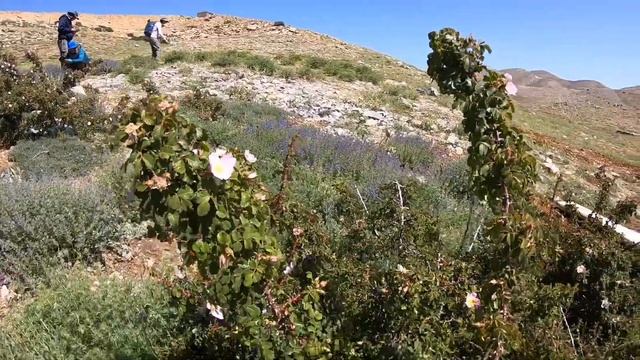 Mount Hermon | Israel video tour смотреть онлайн