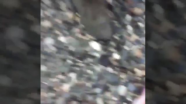 На Камчатке выбрасывают тонны лосося с икрой смотреть онлайн