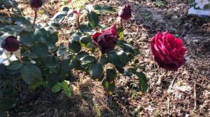 Роза Графиня Диана