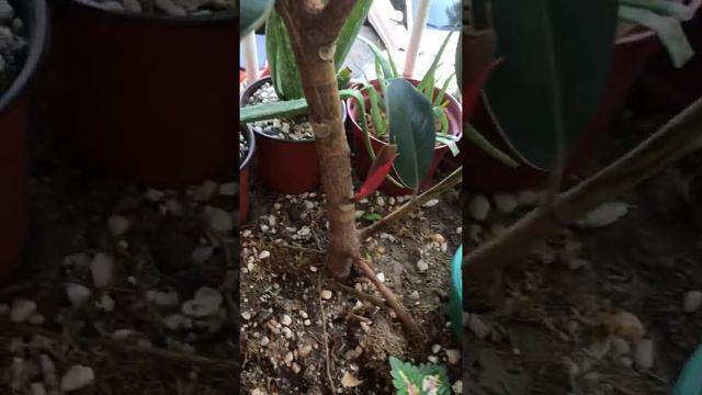 our Black Prince Rubber Plant смотреть онлайн